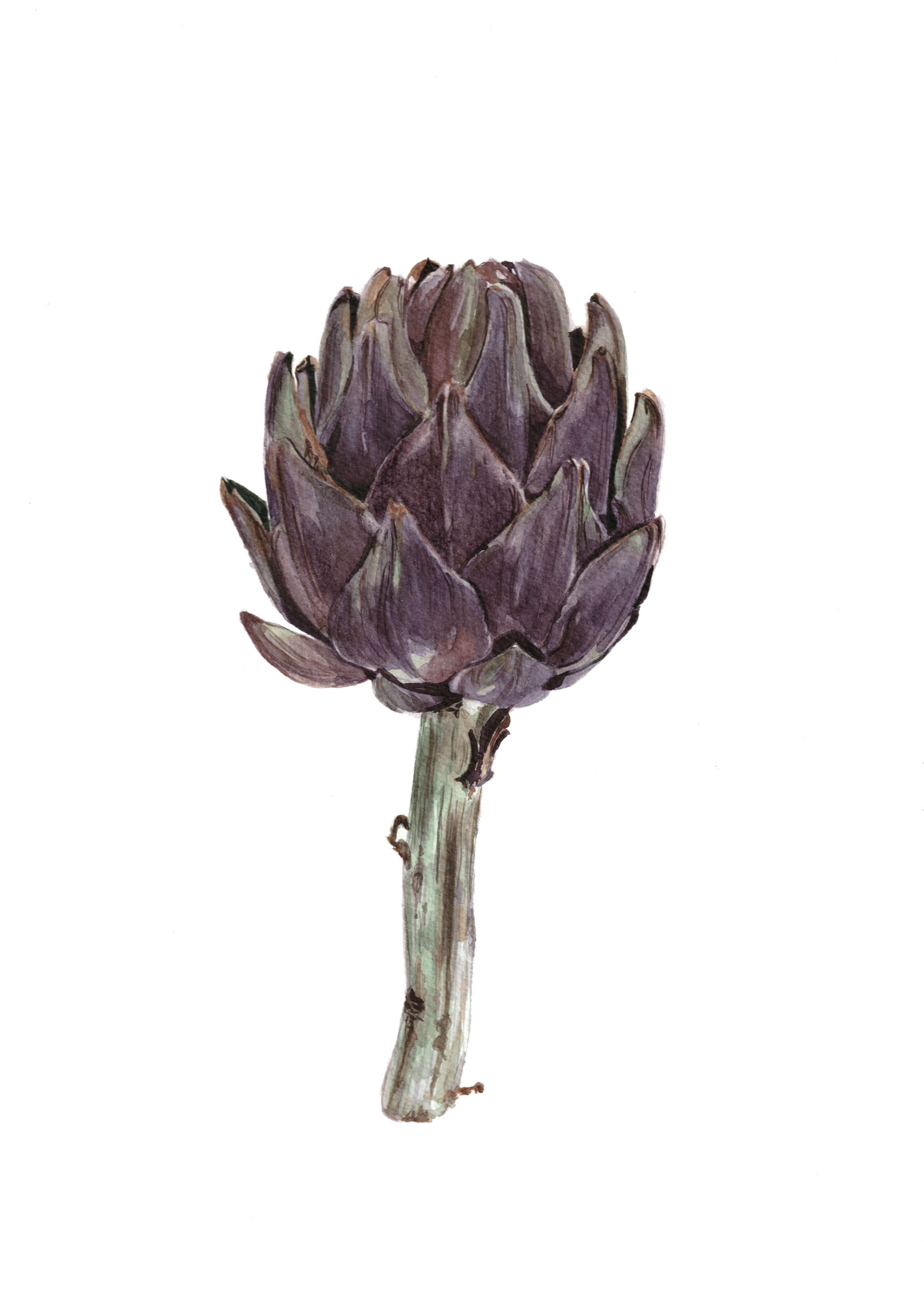 Watercolour artichoke print
