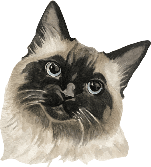 Quiet cat watercolour portrait