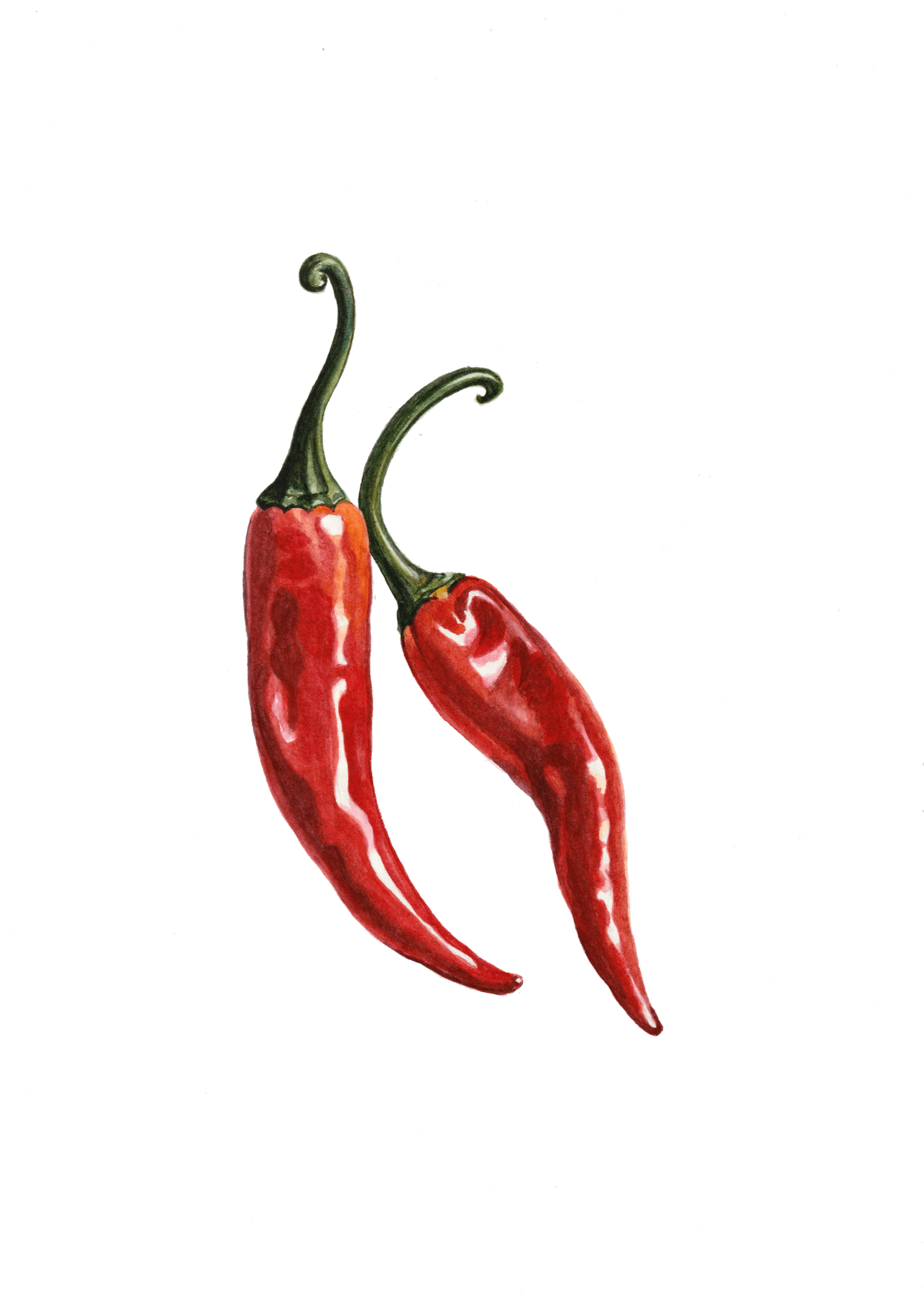 Red Chillies watercolour print