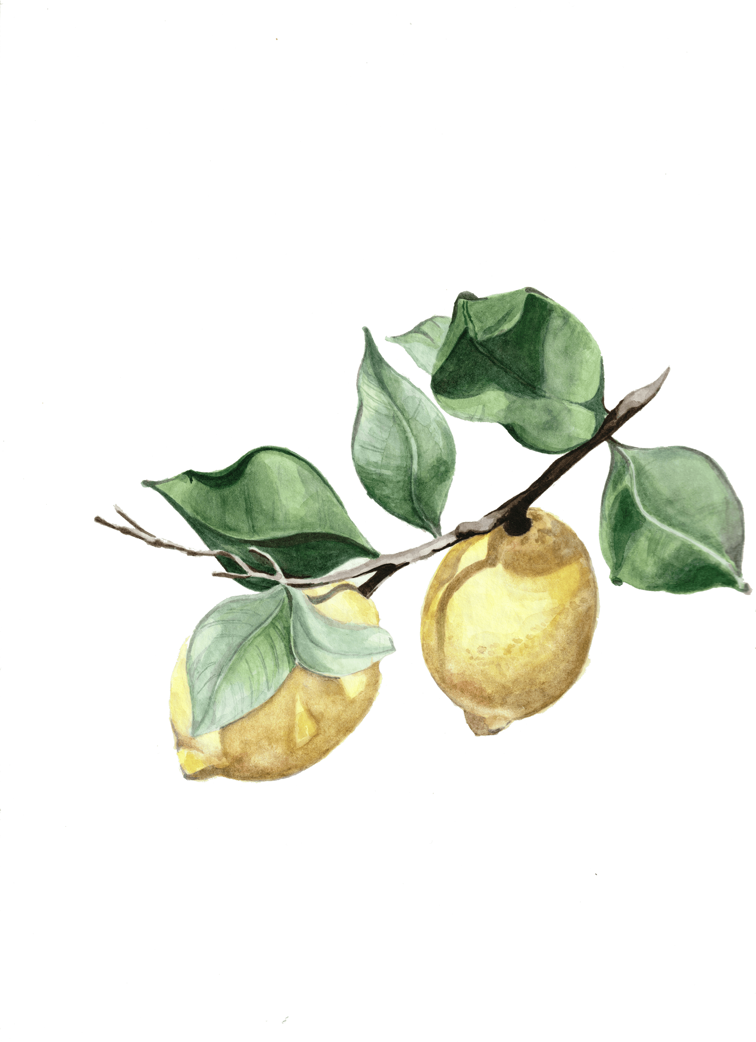 Lemon Branch watercolour print