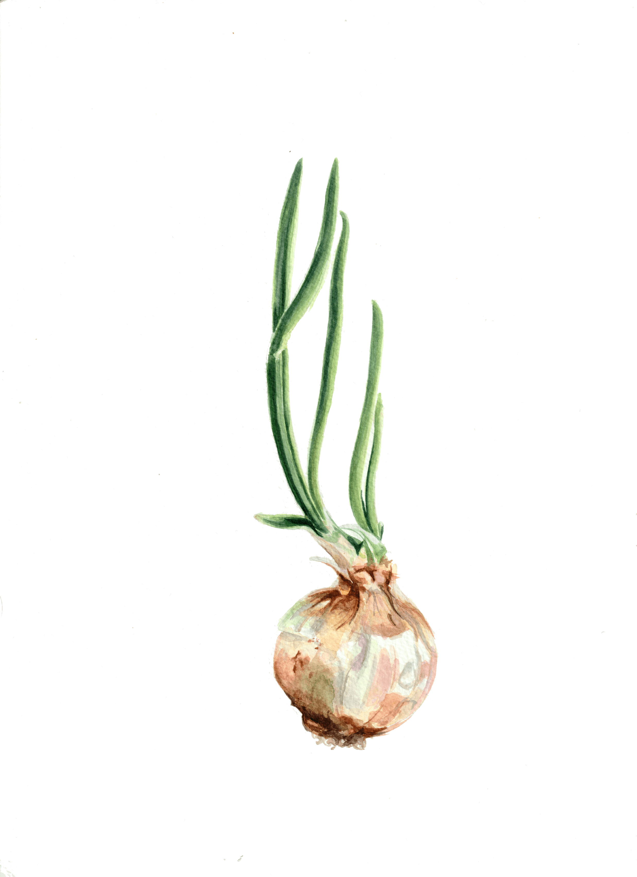 Sprouting Onion watercolour print