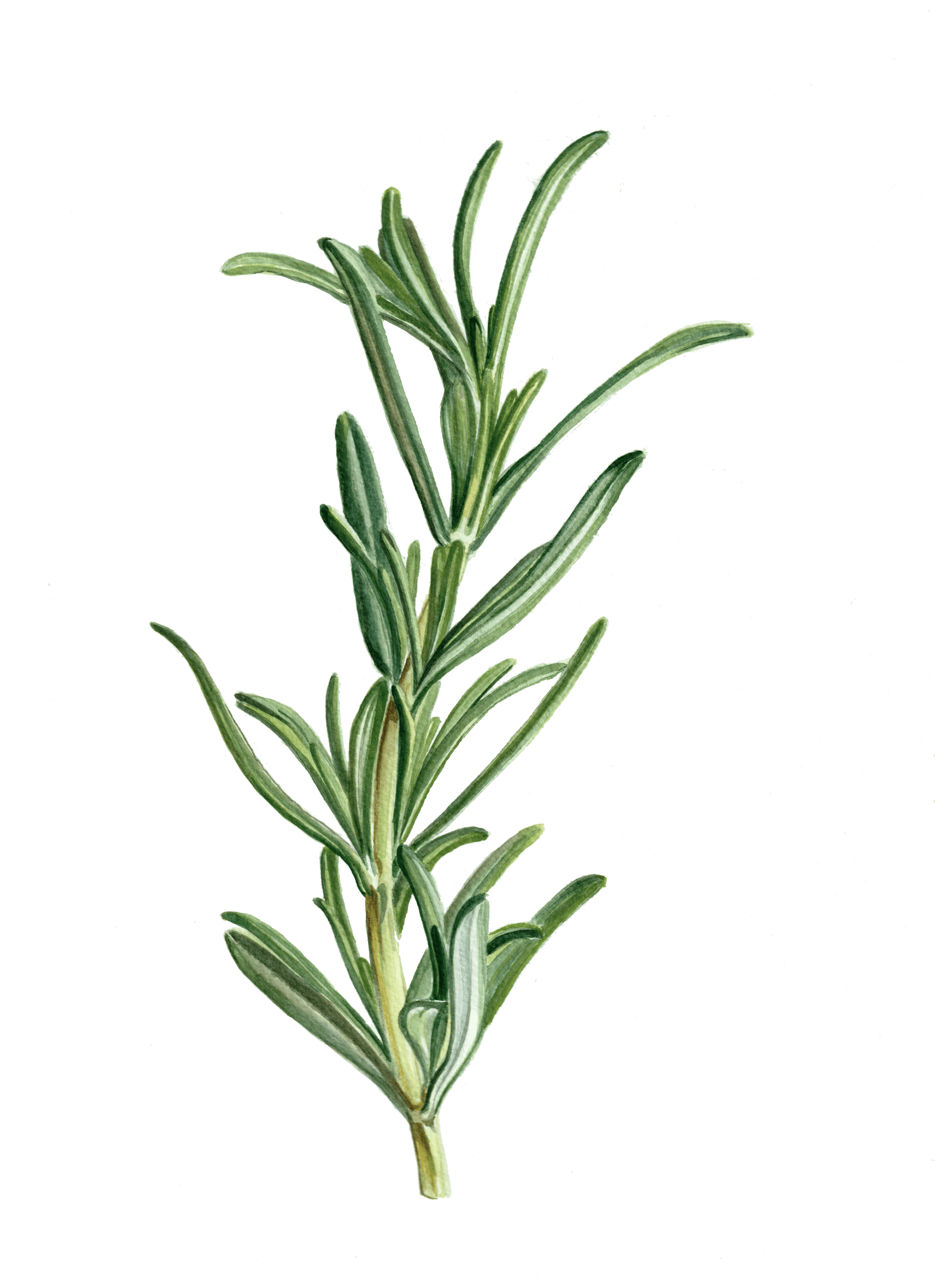 Rosemary watercolour print