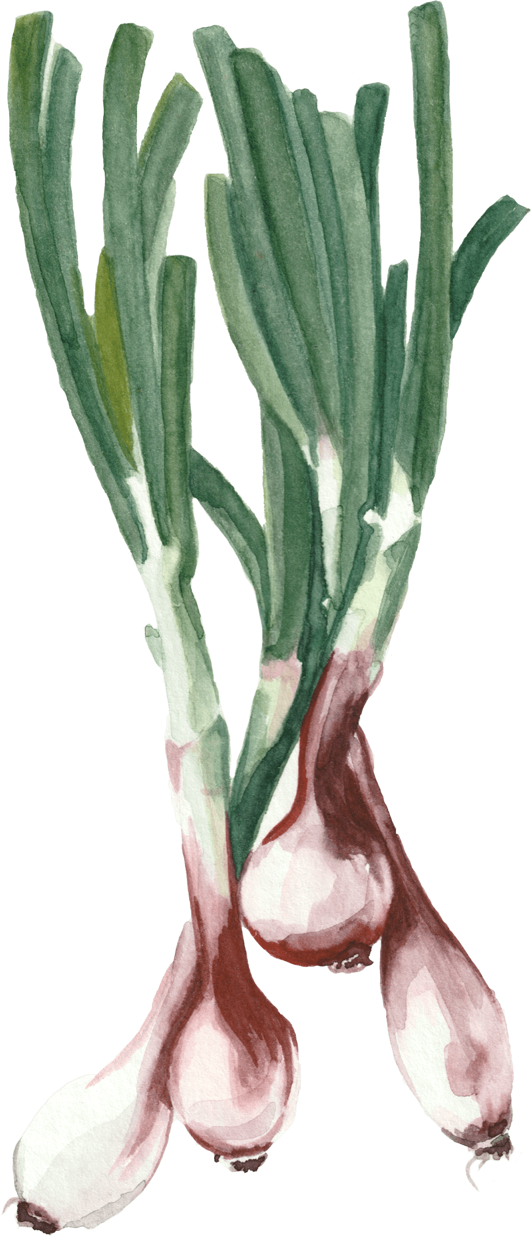 Spring Onions watercolour print